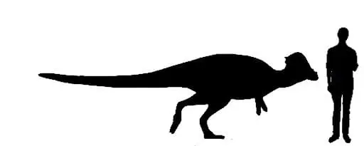 medidas del Pachycephalosaurus