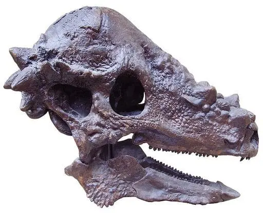 fósil del dinosaurio cabeza fraile