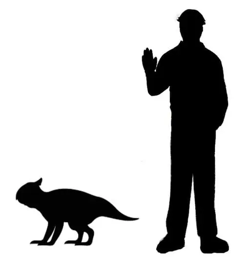 Bagaceratops tamaño
